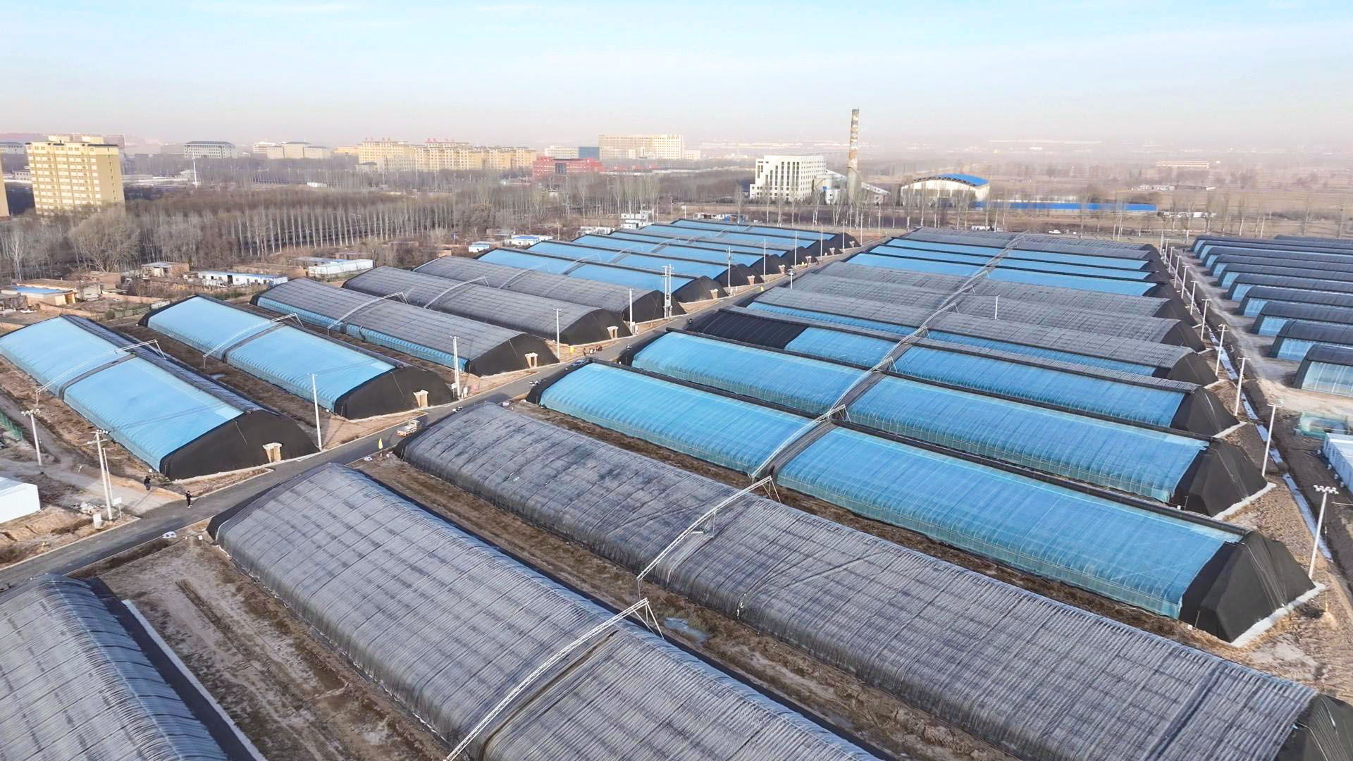 特色产业“挑大梁”“十四五”期间中宁现代农业跑出转型“加速度” (14)11.jpg