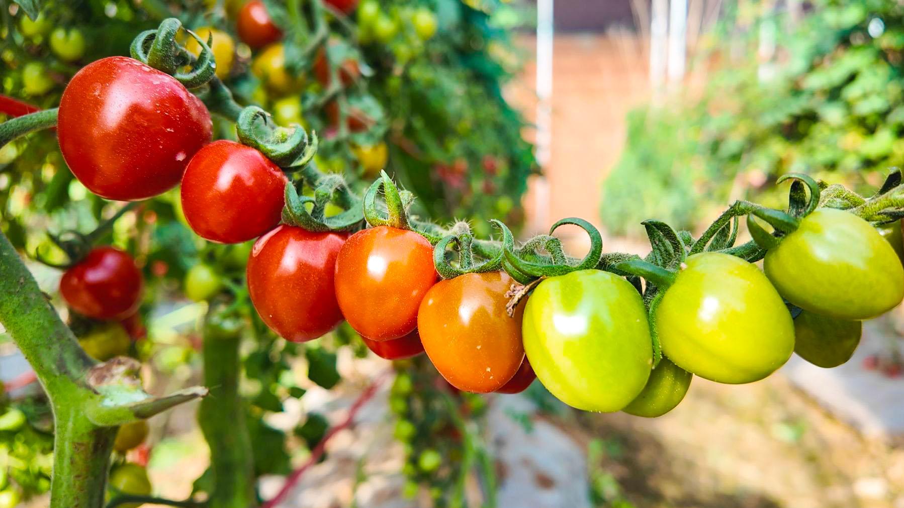 特色产业“挑大梁”“十四五”期间中宁现代农业跑出转型“加速度” (38)1.jpg